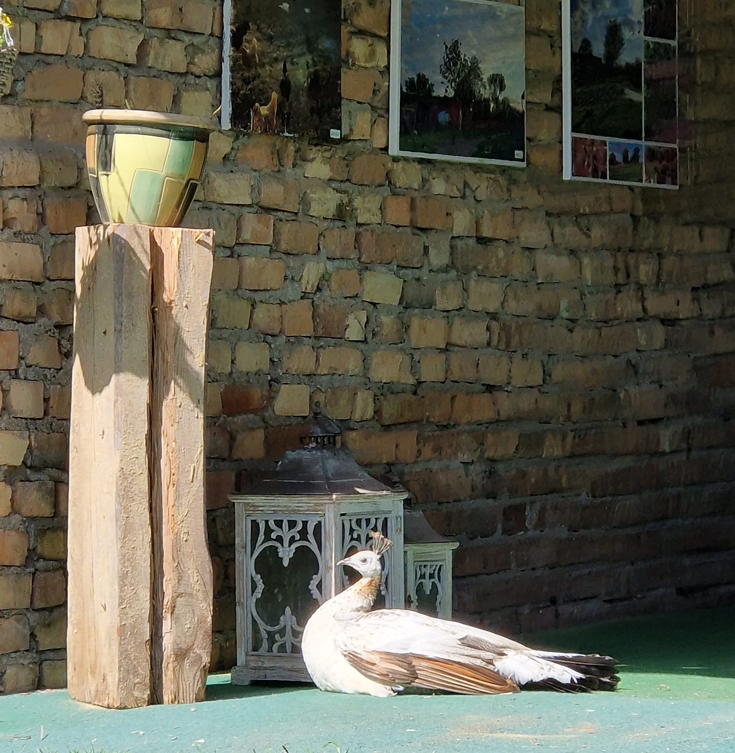 Prinzessin liegend Schleppdach der Alpakahof