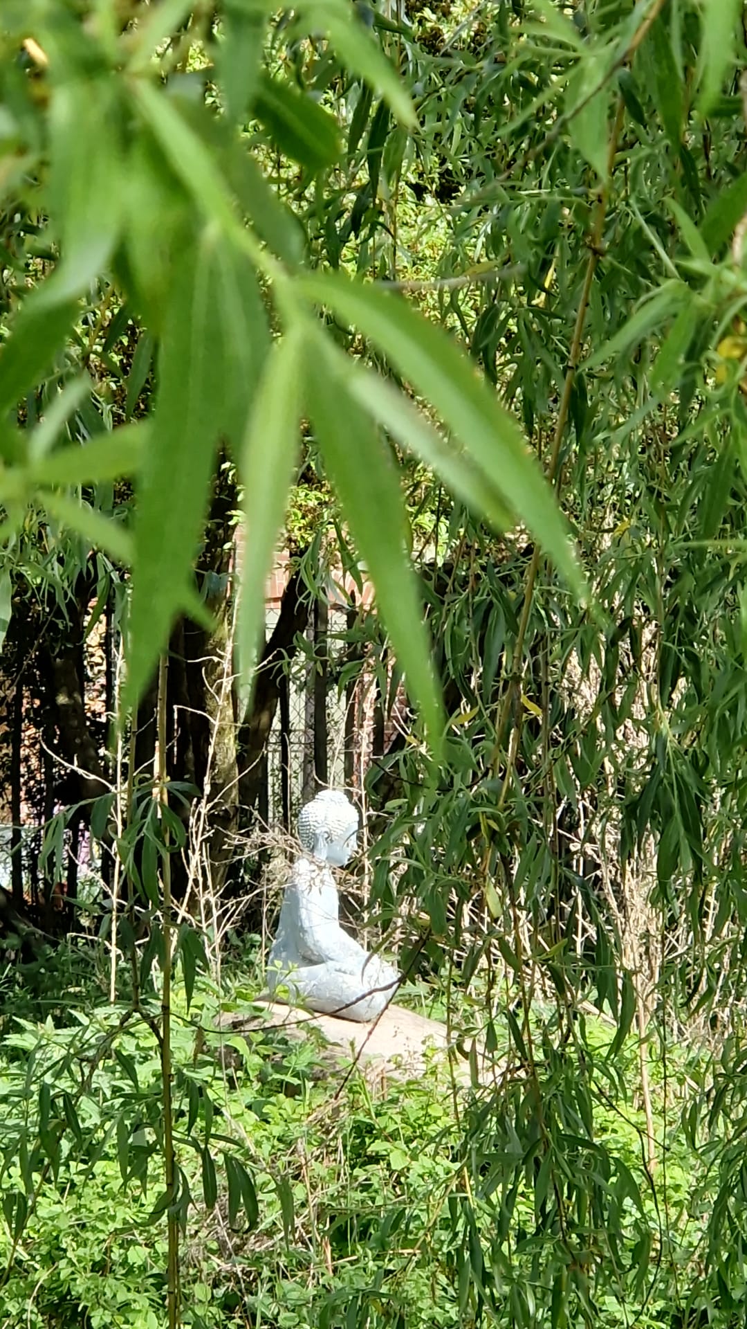 Budda aus der Ferne Trauerweide der Alpakahof