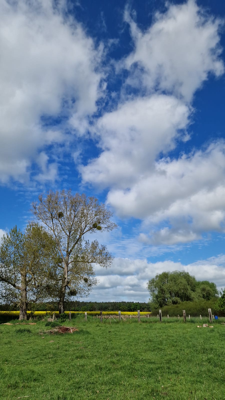 Weide Himmel 2 Bäume Wolken der Alpakahof